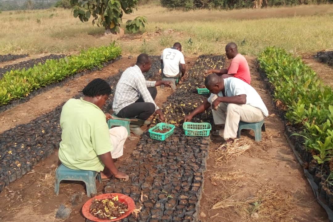 Forest restoration creates green jobs; seedling nursery bed operators at work
